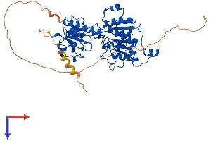 CTBP2 Protein (AA 1-445) (His tag)