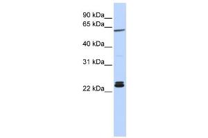 Western Blotting (WB) image for anti-H1 Histone Family, Member 0 (H1F0) antibody (ABIN2459804) (Histone H1 Antikörper)