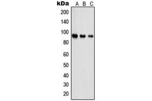 Western blot analysis of PSMD2 expression in Jurkat (A), A431 (B), NIH3T3 (C) whole cell lysates. (PSMD2 Antikörper  (N-Term))