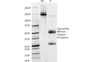 SDS-PAGE Analysis Purified PAX6 Monoclonal Antibody (PAX6/498). (PAX6 Antikörper  (N-Term))