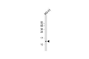 Anti-OSTC Antibody (C16) at 1:2000 dilution + MG-63 whole cell lysate Lysates/proteins at 20 μg per lane. (Osteocalcin Antikörper  (N-Term))