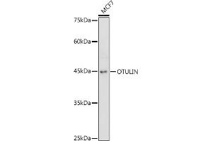 Western blot analysis of extracts of MCF7 cells, using OTULIN antibody (ABIN7267099) at 1:1000 dilution. (FAM105B Antikörper)