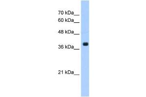 FNTA antibody used at 1.