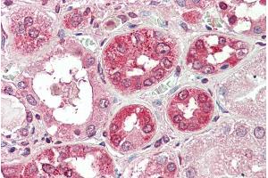 ABIN570693 (5µg/ml) staining of paraffin embedded Human Kidney. (COG8 Antikörper  (Internal Region))