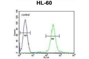 Flow cytometric analysis of HL-60 cells (right histogram) compared to a negative control cell (left histogram) using ELMOD2  Antibody (C-term), followed by FITC-conjugated goat-anti-rabbit secondary. (ELMOD2 Antikörper  (C-Term))