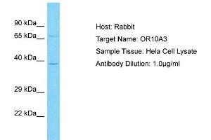 Host: Rabbit Target Name: OR10A3 Sample Type: Hela Whole Cell lysates Antibody Dilution: 1. (OR10A3 Antikörper  (C-Term))