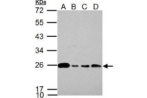 WB Image Glyoxalase I antibody [N1C3] detects Glyoxalase I protein by western blot analysis.
