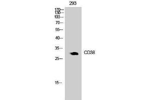 Western Blotting (WB) image for anti-CD38 (Internal Region) antibody (ABIN3181028) (CD38 Antikörper  (Internal Region))