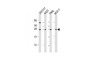 All lanes : Anti-RPL14 Antibody (C-Term) at 1:2000 dilution Lane 1: 293T/17 whole cell lysate Lane 2: A431 whole cell lysate Lane 3: Hela whole cell lysate Lane 4: MCF-7 whole cell lysate Lysates/proteins at 20 μg per lane. (RPL14 Antikörper  (AA 173-204))