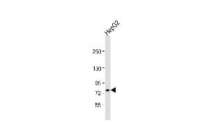 Anti-ABCG1 Antibody (Center) at 1:1000 dilution + HepG2 whole cell lysate Lysates/proteins at 20 μg per lane.