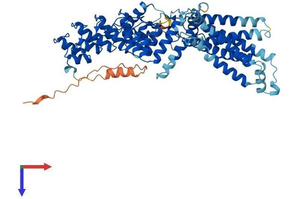 ZDHHC13 Protein (AA 1-622) (His tag)