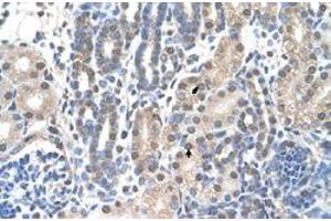 Immunohistochemical staining (Formalin-fixed paraffin-embedded sections) of human kidney with FAM174B polyclonal antibody  at 4-8 ug/mL working concentration. (FAM174B Antikörper  (C-Term))