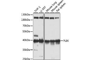 Western blot analysis of extracts of various cell lines, using PLEK antibody (ABIN6128557, ABIN6145767, ABIN6145769 and ABIN6221910) at 1:1000 dilution. (Pleckstrin Antikörper  (AA 1-350))
