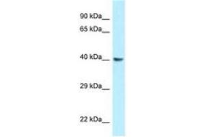 Image no. 1 for anti-Guanine Nucleotide Binding Protein (G Protein), Q Polypeptide (GNAQ) (AA 147-196) antibody (ABIN6748047)