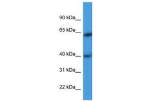 Image no. 1 for anti-Actin Related Protein M1 (ARPM1) (AA 21-70) antibody (ABIN6746783) (ARPM1 Antikörper  (AA 21-70))
