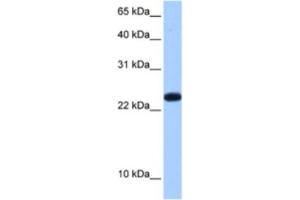 Western Blotting (WB) image for anti-Chromosome 19 Open Reading Frame 24 (C19orf24) antibody (ABIN2462275) (C19orf24 Antikörper)