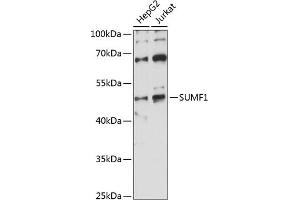Western blot analysis of extracts of various cell lines, using SUMF1 antibody (ABIN7270626) at 1:1000 dilution. (SUMF1 Antikörper  (AA 34-374))