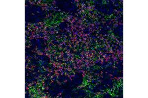 anti-CD274 (PD-L1) (C-Term) antibody