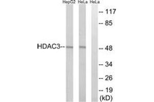 Western blot analysis of extracts from HepG2/HeLa cells, using HDAC3 Antibody. (HDAC3 Antikörper  (AA 379-428))