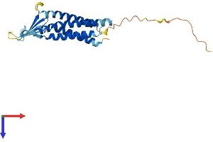 Claudin 9 Protein (CLDN9) (AA 1-217) (His tag)