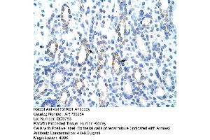 Human kidney (GTF2IRD1 Antikörper  (C-Term))