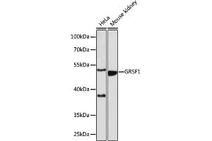 Western blot analysis of extracts of various cell lines, using GRSF1 antibody (ABIN7267319) at 1:1000 dilution. (GRSF1 Antikörper)