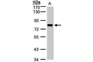 TAF15 antibody  (Center)