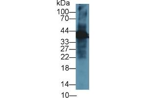 Western Blotting (WB) image for anti-Glutamine Synthetase (GLN1) (AA 1-373) antibody (ABIN7435595)