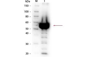 Western Blot of Rabbit anti-Alpha Amylase Antibody Biotin Conjugated. (Amylase, alpha Antikörper  (Biotin))