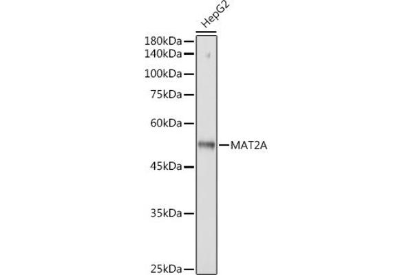 MAT2A Antikörper