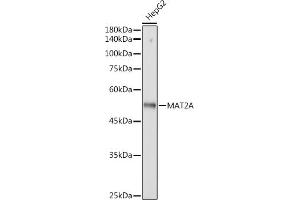 Western blot analysis of extracts of HepG2 cells, using MA antibody (ABIN7268487) at 1:3000 dilution.