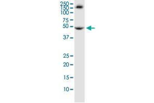 TRIM72 Antikörper  (AA 378-477)