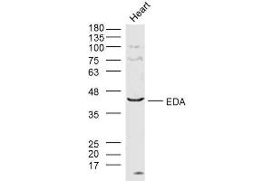 Lane 1: mouse heart lysates probed with EDA Polyclonal Antibody  at 1:300 overnight at 4˚C. (Ectodysplasin A Antikörper  (AA 101-200))