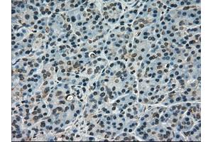 Immunohistochemical staining of paraffin-embedded pancreas tissue using anti-SCYL3mouse monoclonal antibody. (SCYL3 Antikörper)