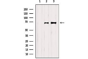 Western Blotting (WB) image for anti-Protein-tyrosine Phosphatase 1C (PTPN6) (C-Term) antibody (ABIN6265073)