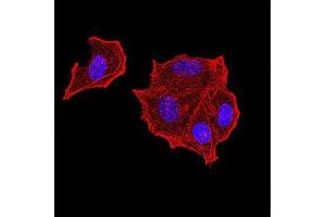 Immunofluorescence analysis of Hela cells using PTPN14 mouse mAb. (PTPN14 Antikörper  (AA 896-1169))
