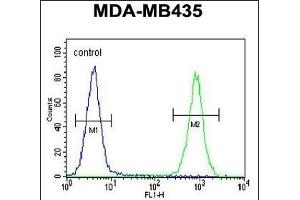 CS Antibody (N-term) 1271a flow cytometric analysis of MDA-M cells (right histogr) compared to a negative control cell (left histogr). (CAMSAP1 Antikörper  (N-Term))