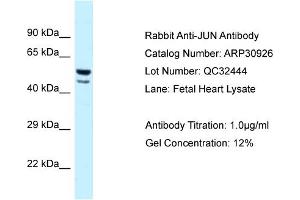 WB Suggested Anti-JUN Antibody   Titration: 1. (C-JUN Antikörper  (Middle Region))