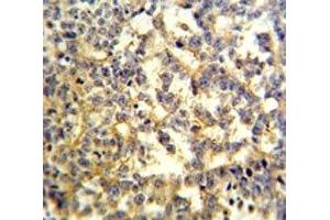 G6PD antibody IHC analysis in formalin fixed and paraffin embedded testis. (Glucose-6-Phosphate Dehydrogenase Antikörper  (AA 297-326))