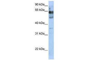 ZNF564 antibody used at 0. (ZNF564 Antikörper  (N-Term))