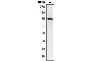 Western blot analysis of hnRNP Q expression in HT1080 (A), HeLa (B), HuvEc (C) whole cell lysates. (SYNCRIP Antikörper  (Center))