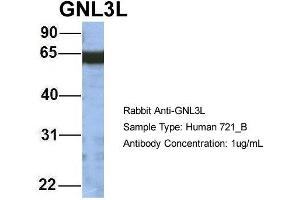 Host: Rabbit Target Name: GNL3L Sample Type: 721_B Antibody Dilution: 1. (GNL3L Antikörper  (N-Term))