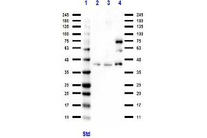 Western Blot of Rabbit anti-BCL3 antibody Western Blot of Rabbit anti-BCL3 antibody. (BCL3 Antikörper  (C-Term))