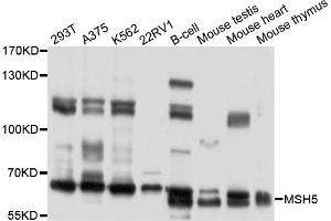 Western blot analysis of extracts of various cell lines, using MSH5 antibody (ABIN4904431) at 1:1000 dilution. (MSH5 Antikörper)