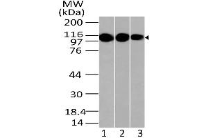 Image no. 1 for anti-Lysine (K)-Specific Demethylase 1A (KDM1A) (AA 97-328) antibody (ABIN5027337) (LSD1 Antikörper  (AA 97-328))
