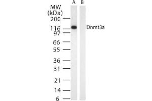 DNMT3A mAb tested by Western blot.