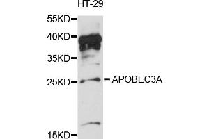 Western blot analysis of extracts of HT-29 cells, using APOBEC3A antibody (ABIN6291777) at 1:3000 dilution. (APOBEC3A Antikörper)