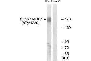 Western blot analysis of extracts from HepG2 cells treated with PMA using CD227/MUC1 (Phospho-Tyr1229) Antibody. (MUC1 Antikörper  (pTyr1229))