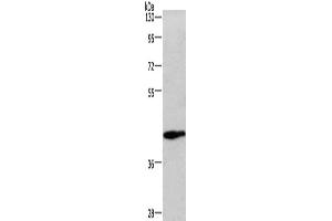 Western Blotting (WB) image for anti-Wingless-Type MMTV Integration Site Family, Member 3A (WNT3A) antibody (ABIN2423158) (WNT3A Antikörper)