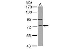 Image no. 2 for anti-Zinc Finger Protein 530 (ZNF530) (AA 1-190) antibody (ABIN1501847) (ZNF530 Antikörper  (AA 1-190))